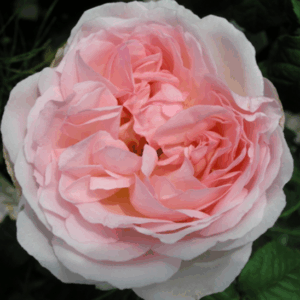 Rosa Sharifa Asma®