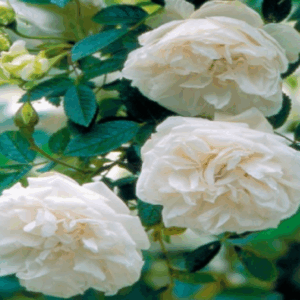 Rosa Snowdon RADICE NUDA