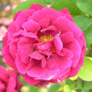 Rosa Souvenir du Docteur Jamain