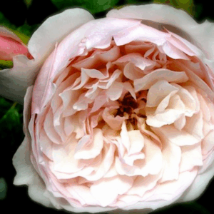 Rosa The Generous Gardener®