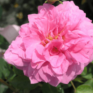 Rosa The Mayflower®