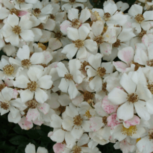 Rosa White Spray (Radice Nuda)