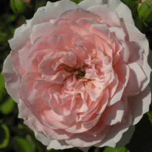 Rosa Wisley 2008®