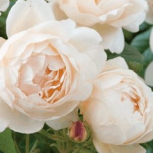 Rosa Wollerton Old Hall®