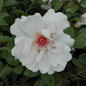 Rosa Jacqueline du Pre