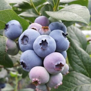 Vaccinium Corymbosum Goldtraube