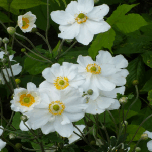 Anemone hybrida 'Andrea Atkinson'