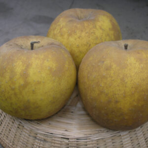 Melo Bella di Boskoop