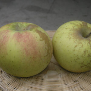 Melo Calvilla di San Salvatore