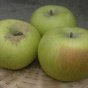 Melo Pomella Genovese