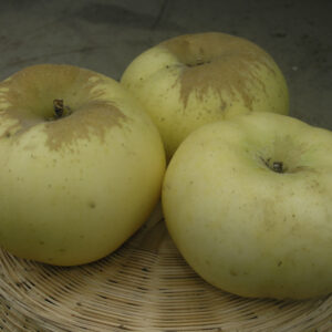 Melo Renetta Champagne