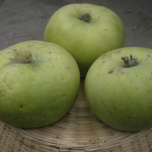 Melo Renetta di Spagna