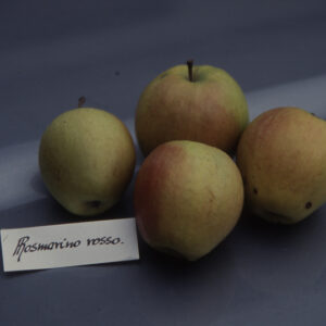 Melo Rosmarina Rossa