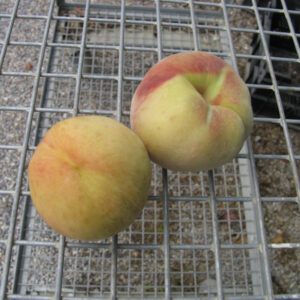 Pesco S.Anna Balducci