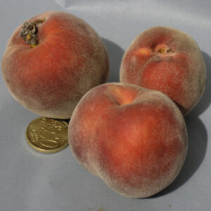 Pesco Springcrest RADICE NUDA