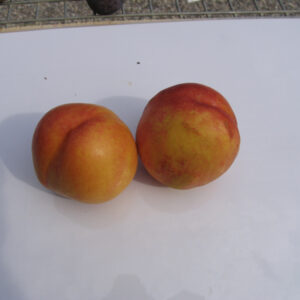 Nettarina Stark Red Gold