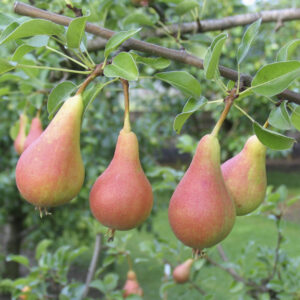 Pero Mirandino Rosso