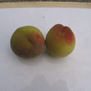 Pesco Regina d'Autunno