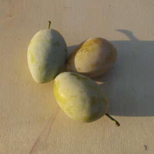 Susino Boccone del Re