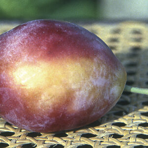 Susino Favorita del Sultano