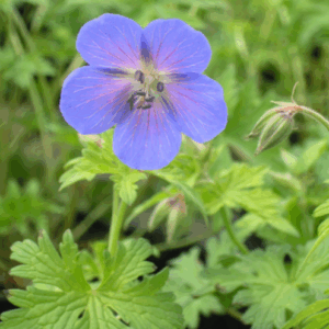 Geranium ‘Johnson’s Blue’