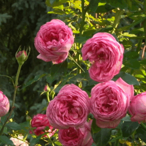 Rosa La Rose de Molinard RADICE NUDA