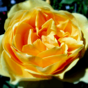 Rosa Graham Thomas®