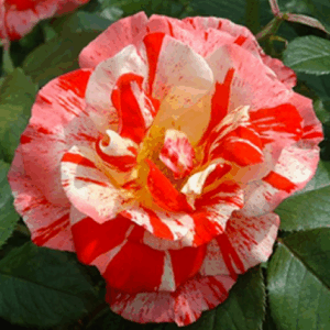 Rosa Hanky Panky RADICE NUDA