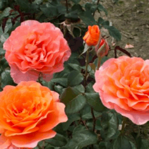 Rosa Tea Time RADICE NUDA