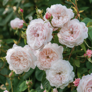 Rosa The Albrighton Rambler