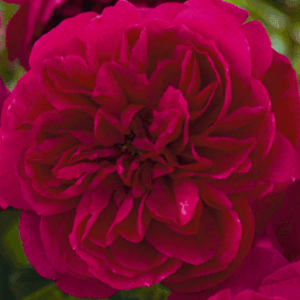 Rosa Thomas Beckett RADICE NUDA