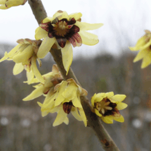 Calycanthus praecox (calicanto invernale)