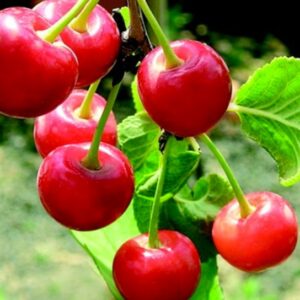 Ciliegio Acido Marascone Rosso