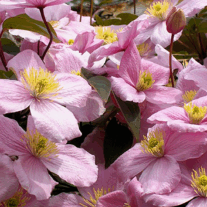 Clematis montana ‘Rubens’