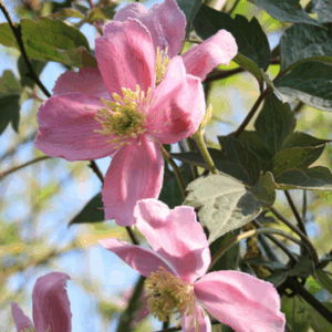 Clematis montana ‘Tetrarose’