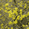 Cornus Mas (Corniolo)