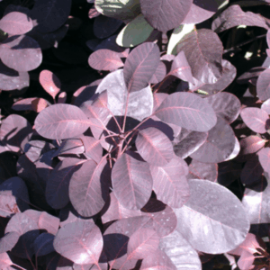 Cotinus coggygria ‘Royal Purple’