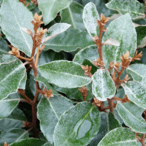 Elaeagnus x ebbingei ‘Compacta’