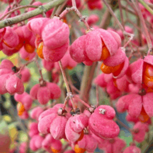 Euonymus europaeus