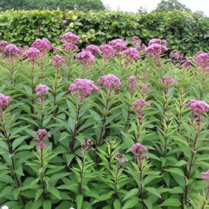 Eupatorium purpureum