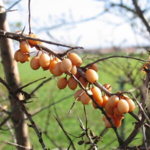 Hippophae rhamnoides (Olivello spinoso)