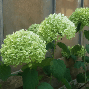 Hydrangea arborescens ‘Incrediball’