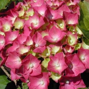 Hydrangea macrophylla ‘Zefiro’