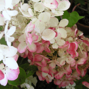 Hydrangea paniculata ‘Diamant Rouge’