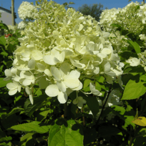 Hydrangea paniculata ‘Limelight’