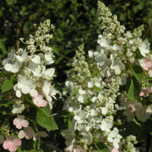 Hydrangea paniculata ‘Pinky Winky’
