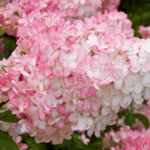 Hydrangea paniculata ‘Vanille Fraise’