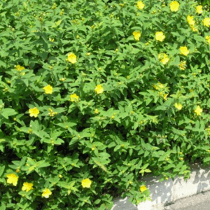 Hypericum moserianum