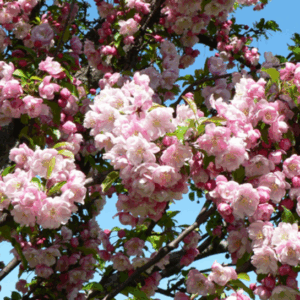 Malus ‘Van Eseltine’