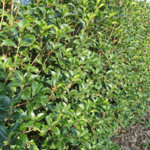 Osmanthus aquifolium